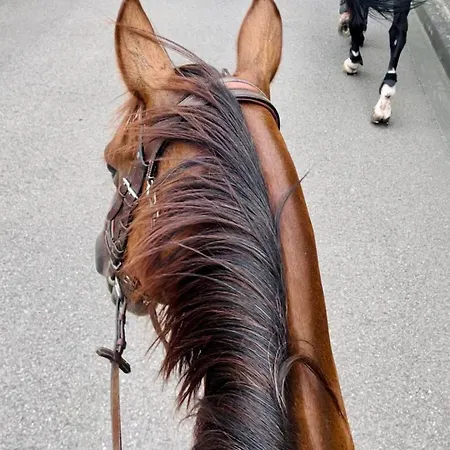 Horse *