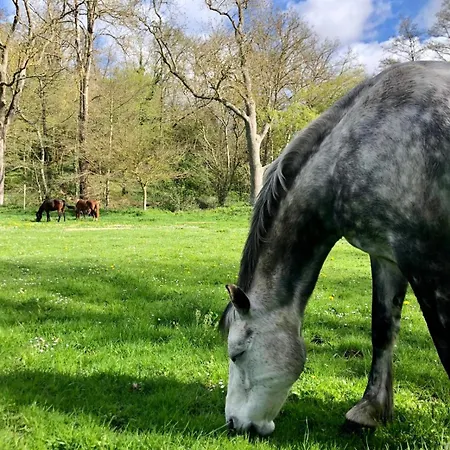 Horse Apartment *