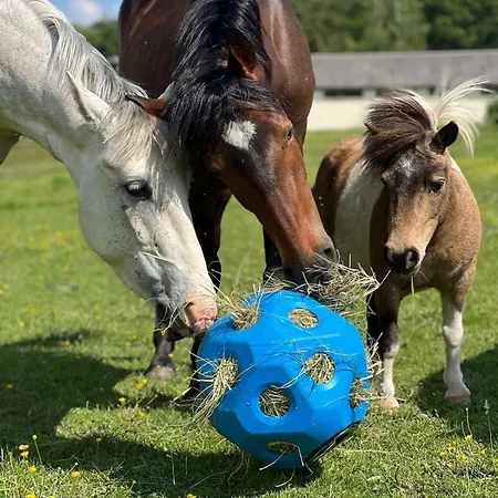 Horse Apartment
