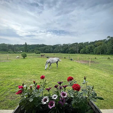 Horse Apartment *